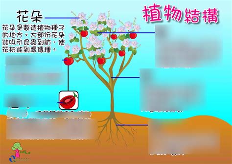 植物的功用|植物有哪些你不知道的「神奇能力」？